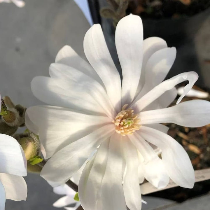 Magnolia stellata 'Waterlily'