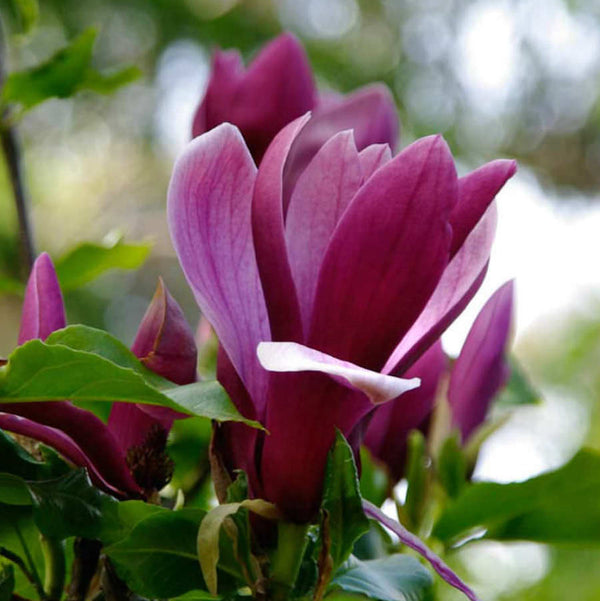 Magnolia liliiflora 'Nigra' (Black Lily Magnolia)