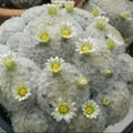 Mammillaria plumosa (Cactus plume)