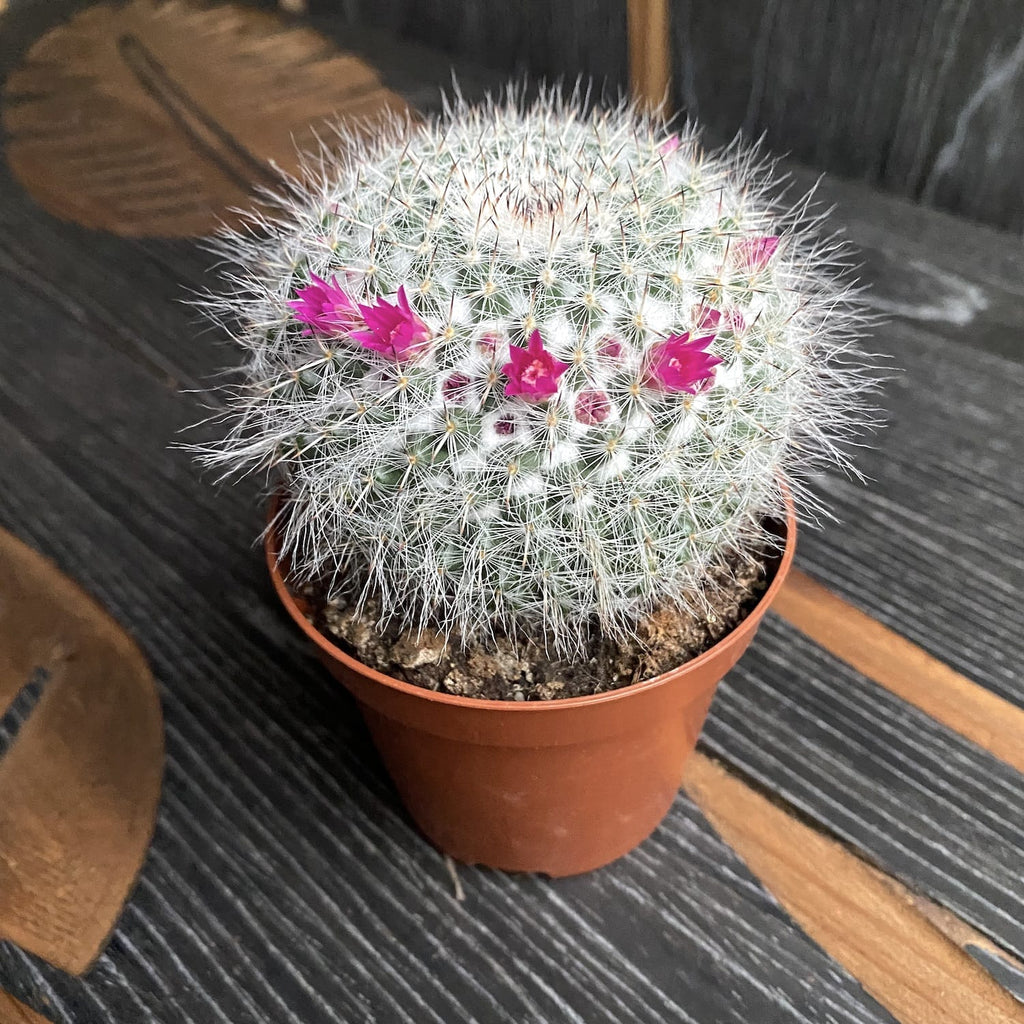 Mammillaria hahniana (Old lady cactus)