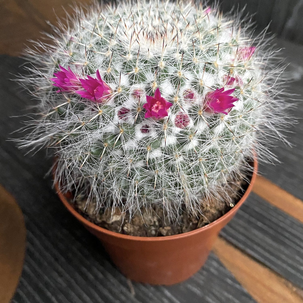 Mammillaria hahniana (Old lady cactus)
