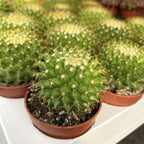 Mammillaria marksiana