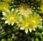 Mammillaria marksiana