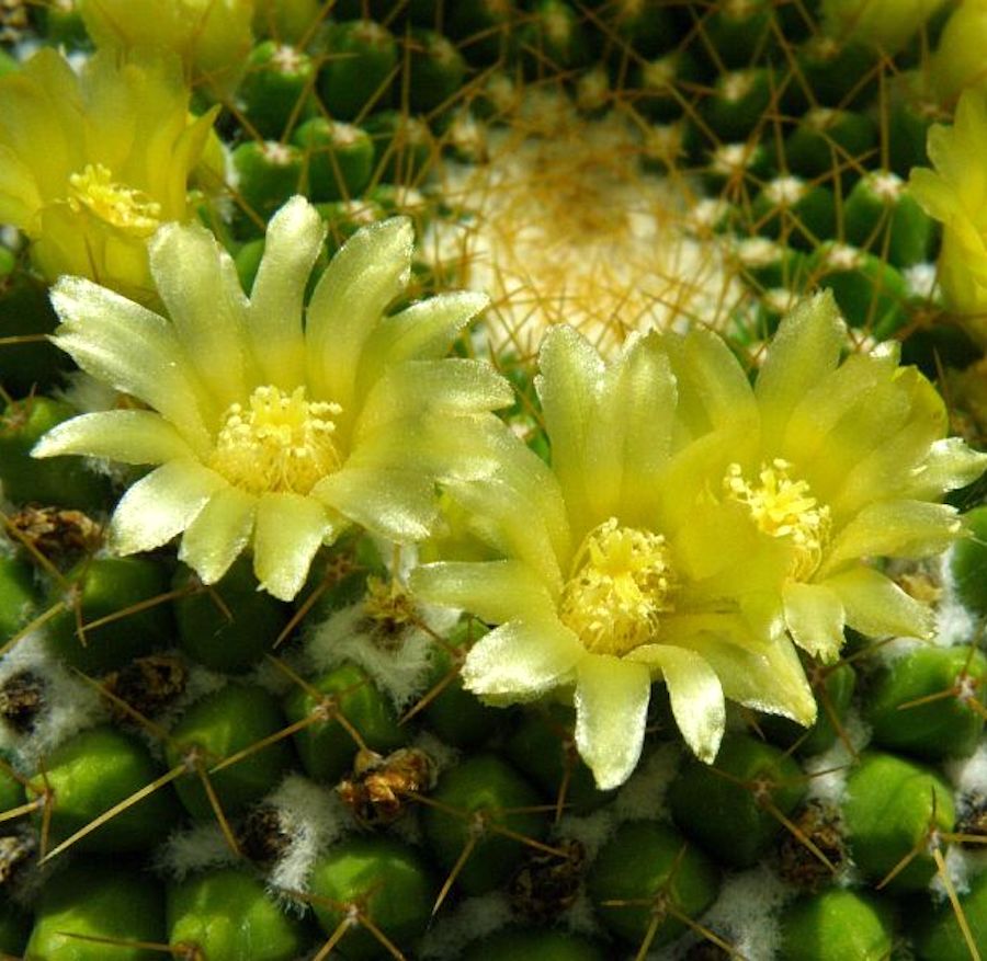 Mammillaria marksiana