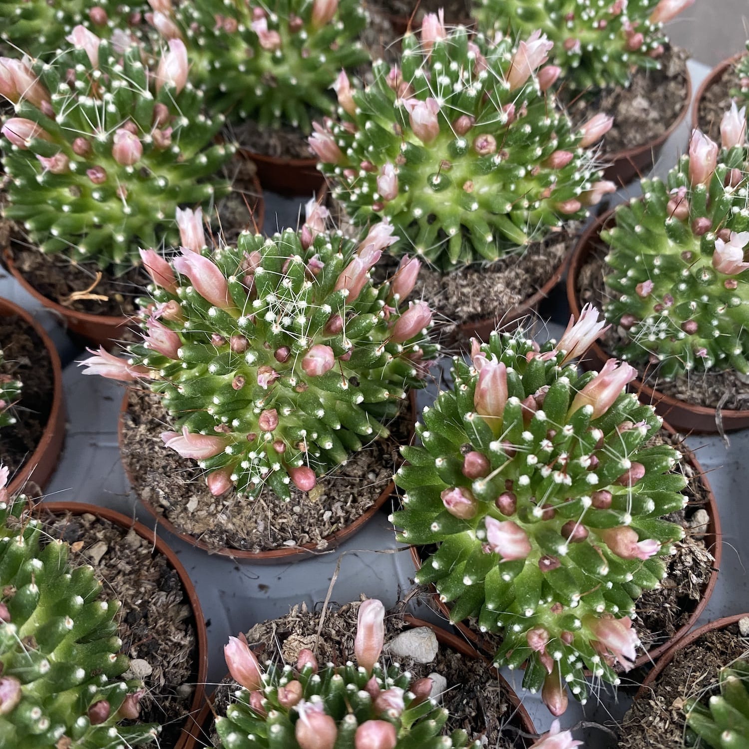 Mammillaria painterii - cactus miniatural rar, cu spini fini si flori delicate