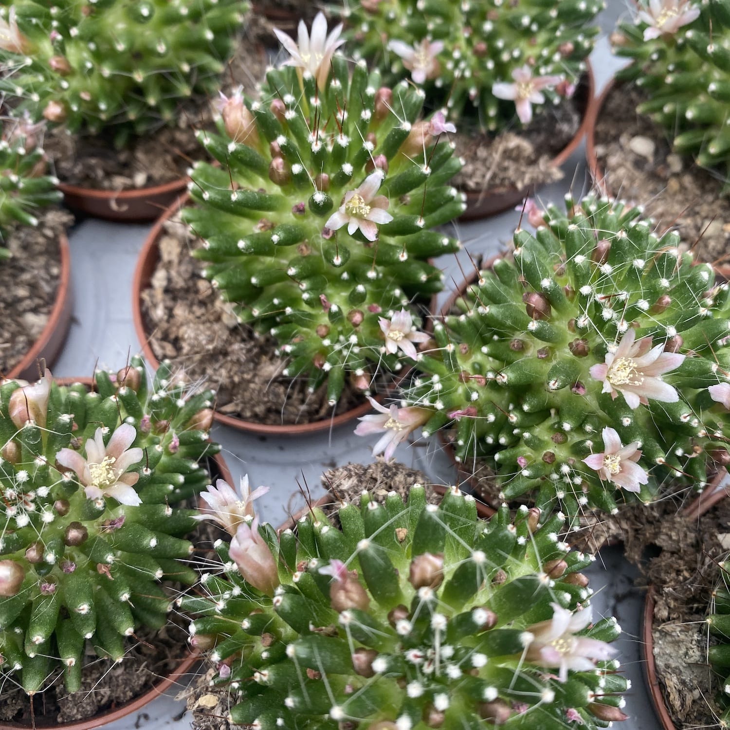 Mammillaria painterii - cactus miniatural rar, cu spini fini si flori delicate