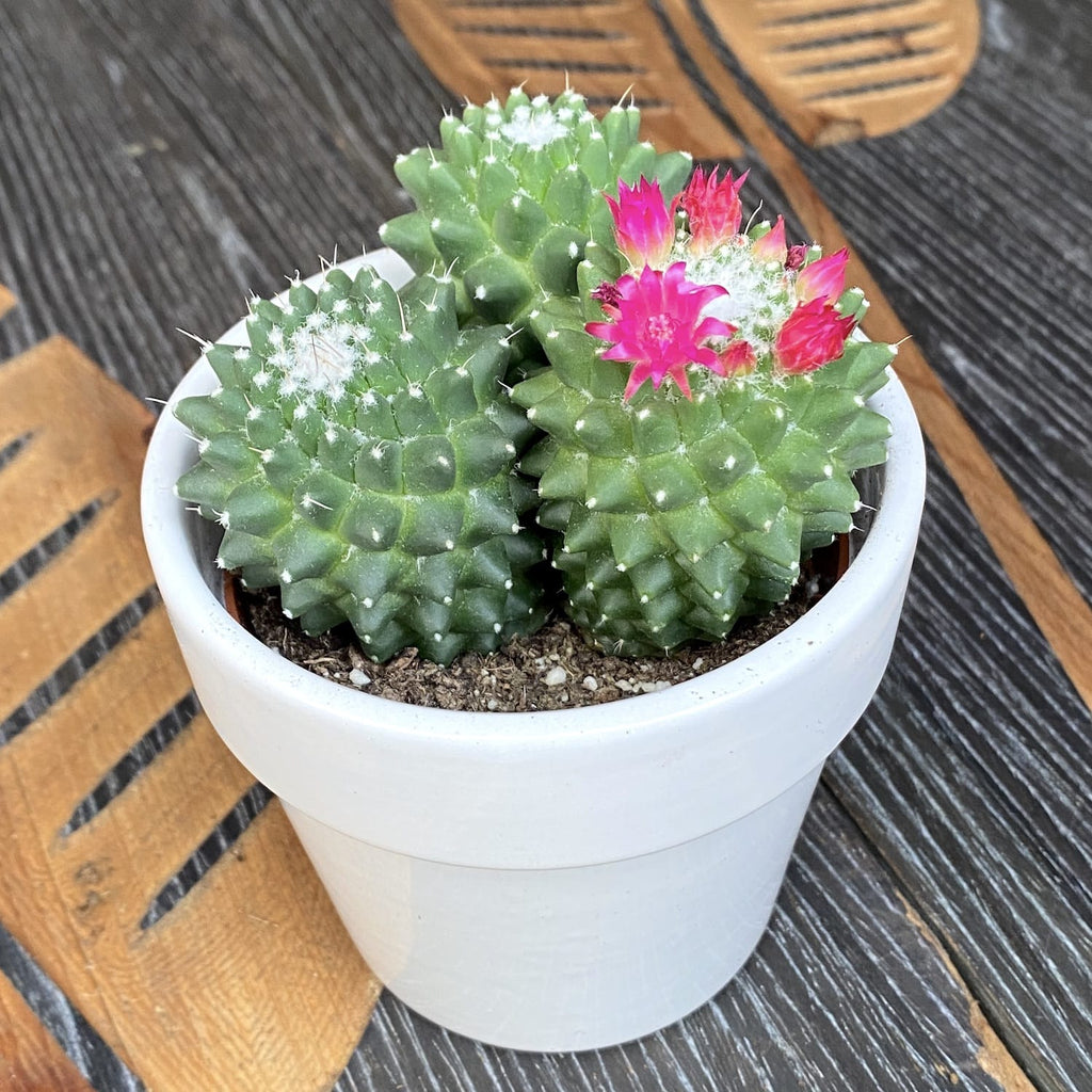 Mammillaria polythele 'Toluca' (3plante/ghiveci)