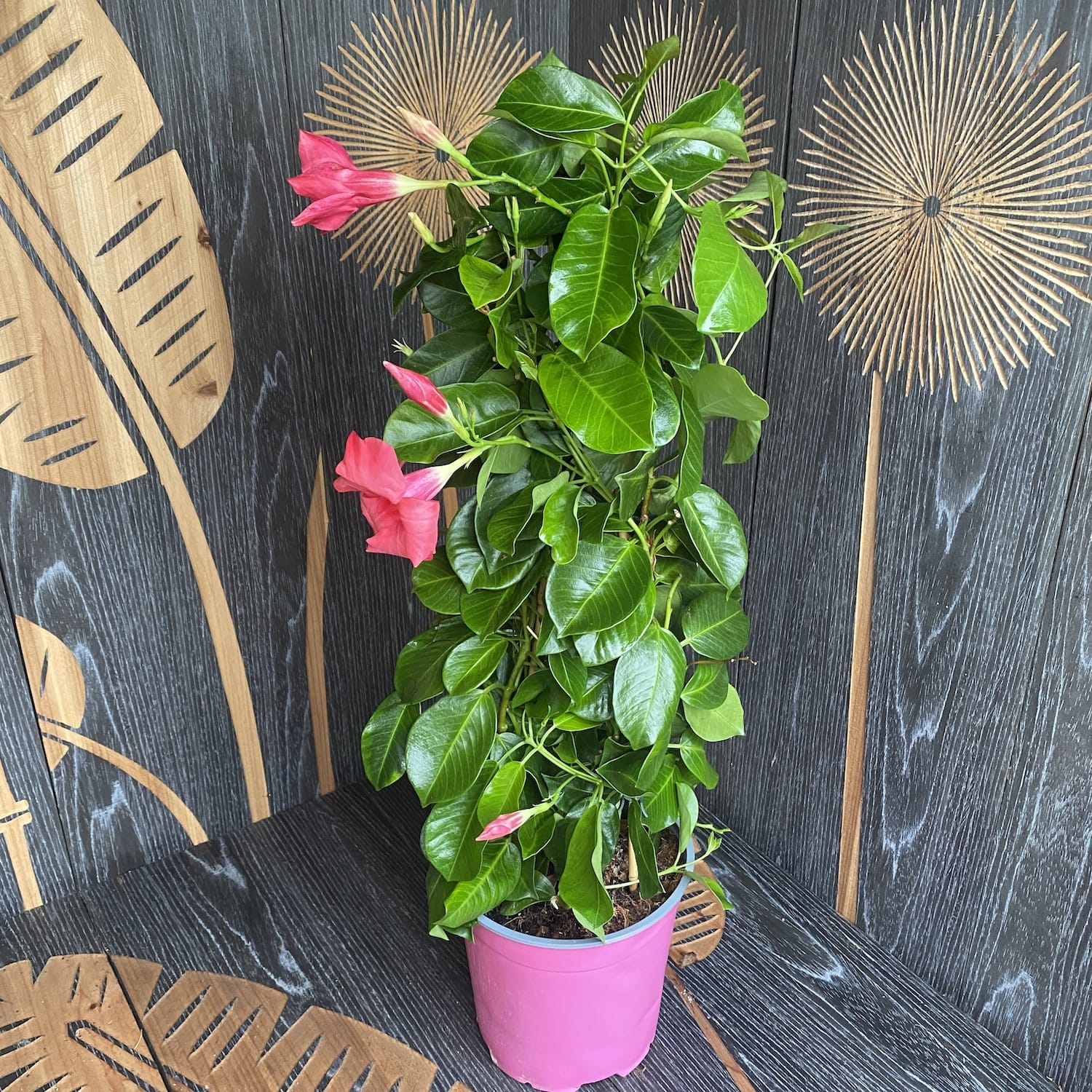 Mandevilla Coral Pink - Dipladenia (flori parfumate)