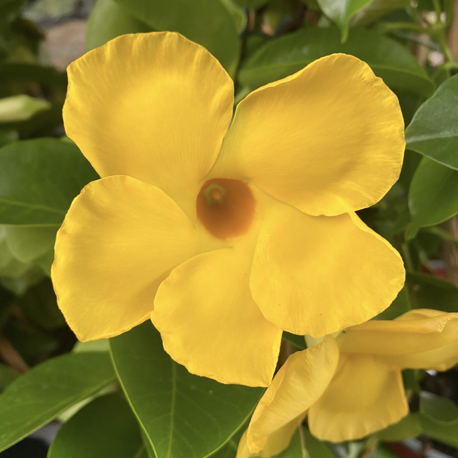 Dipladenia galbena - Mandevilla Diamantina Opale Citrine