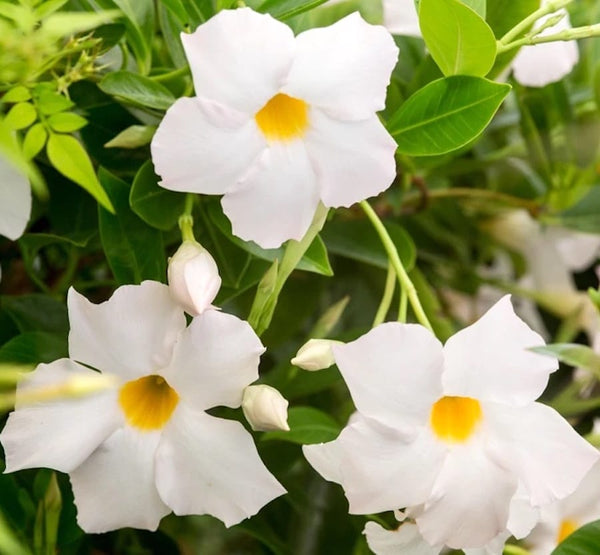 Mandevilla Jade White (weiß duftende Blüten) – 3 Pflanzen/Topf