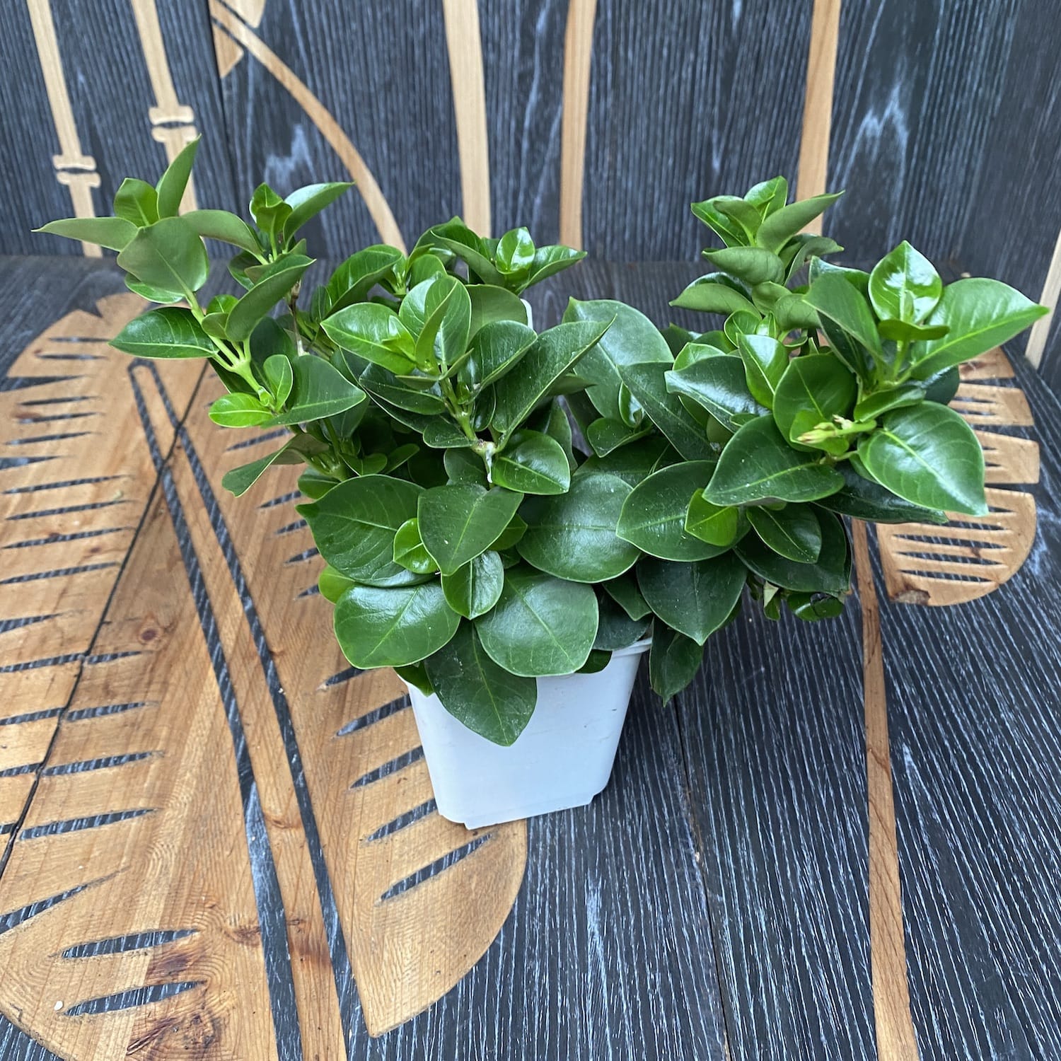 Mandevilla Jade White (flori parfumate albe) - 3 plante/ghiveci