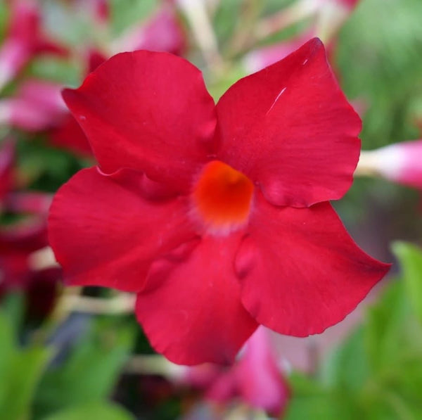 Mandevilla Rio Deep Red - Red Dipladenia (scented flowers)