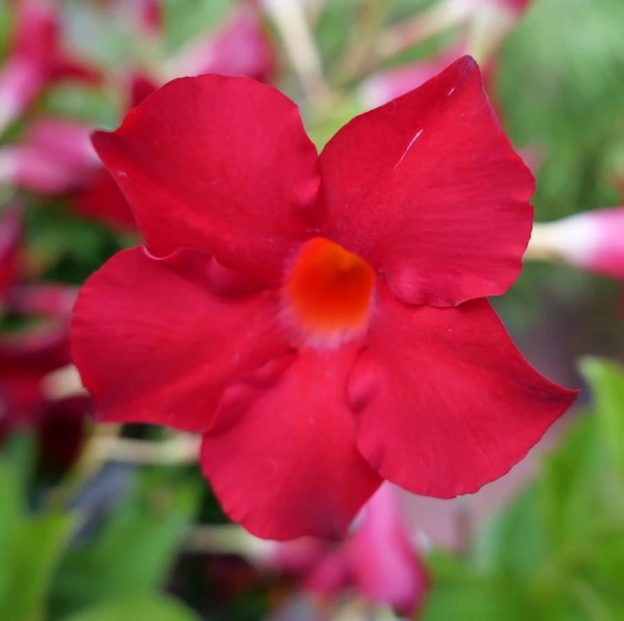 Mandevilla Rio Deep Red - Dipladenia rosie (flori parfumate)