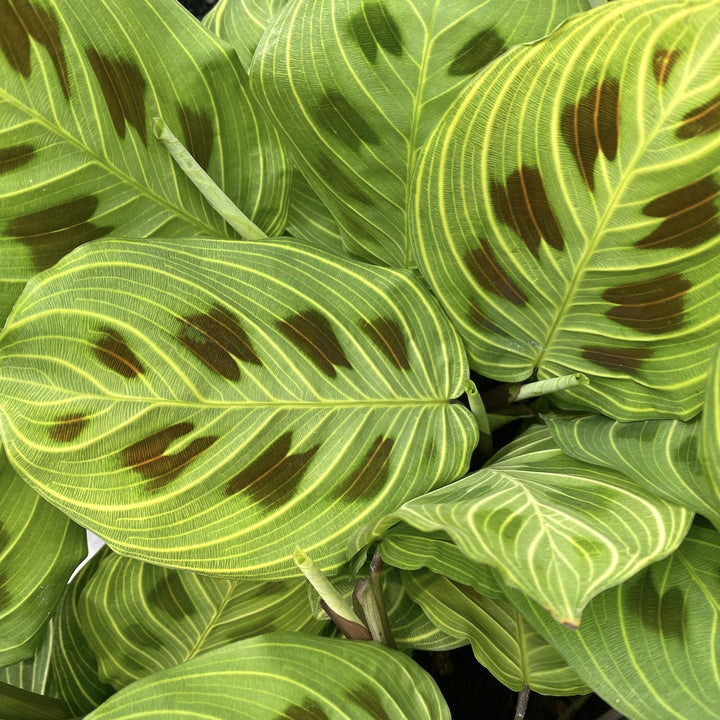 Maranta Leuconeura ‘Fantasy’