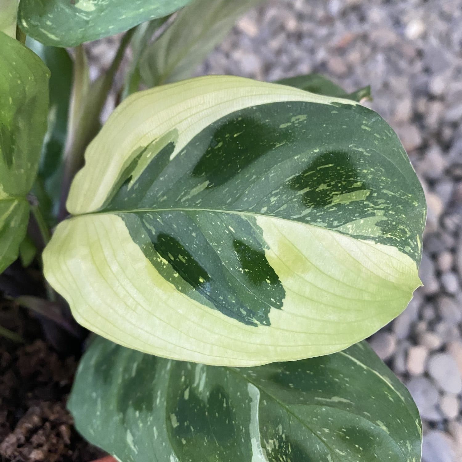 Maranta Leuconeura var. kerchoveana 'Variegata' (Maranta 'Beauty Kim ...