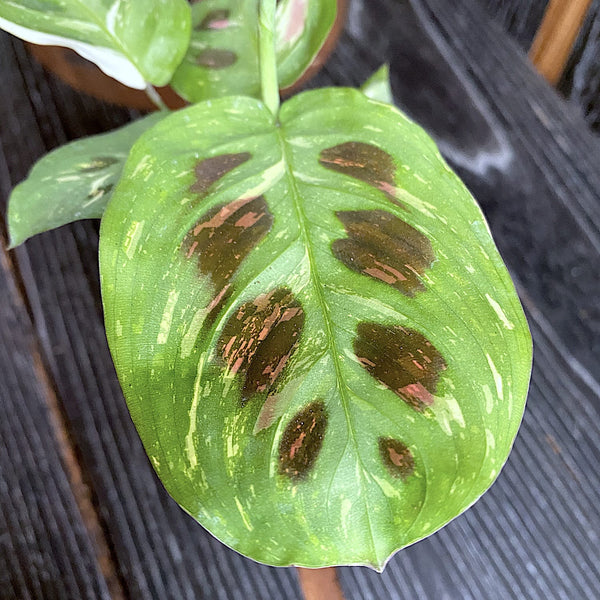 Maranta Leuconeura var. Kerchoveana 'Variegata' (Maranta 'Beauty Kim') Babypflanze