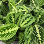 Maranta Leuconeura ‘Lemon Lime’