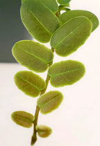 Marcgravia sintenisii (Rainbow Marcgravia)