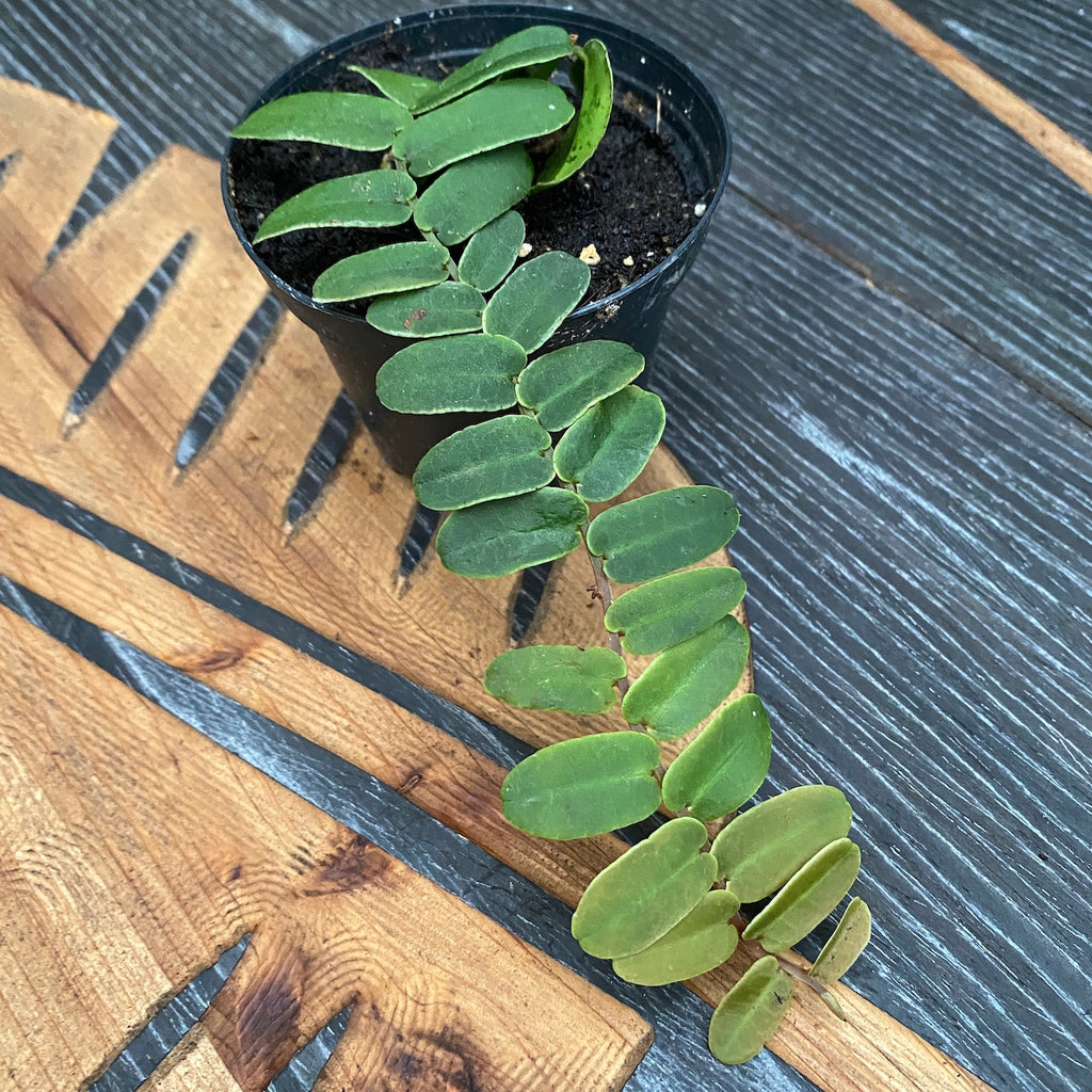 Marcgravia sintenisii (Marcgravia arc-en-ciel)