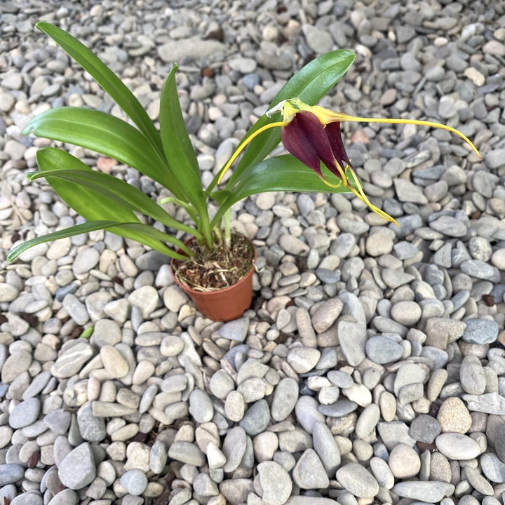 Masdevallia impostor