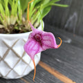 Masdevallia Anai