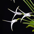 Masdevallia Minuta