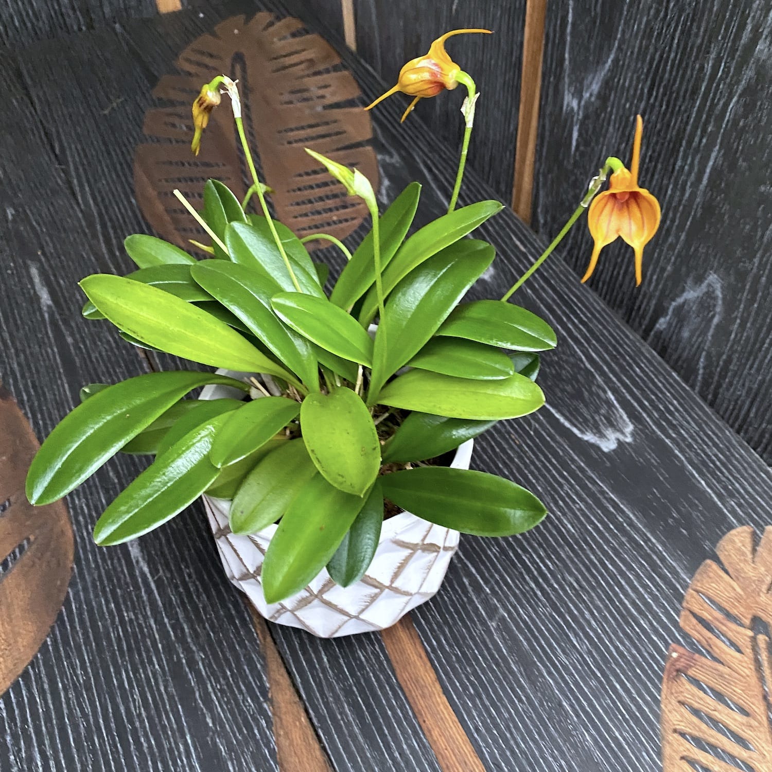 Masdevallia 'Kultainen Tiikeri'