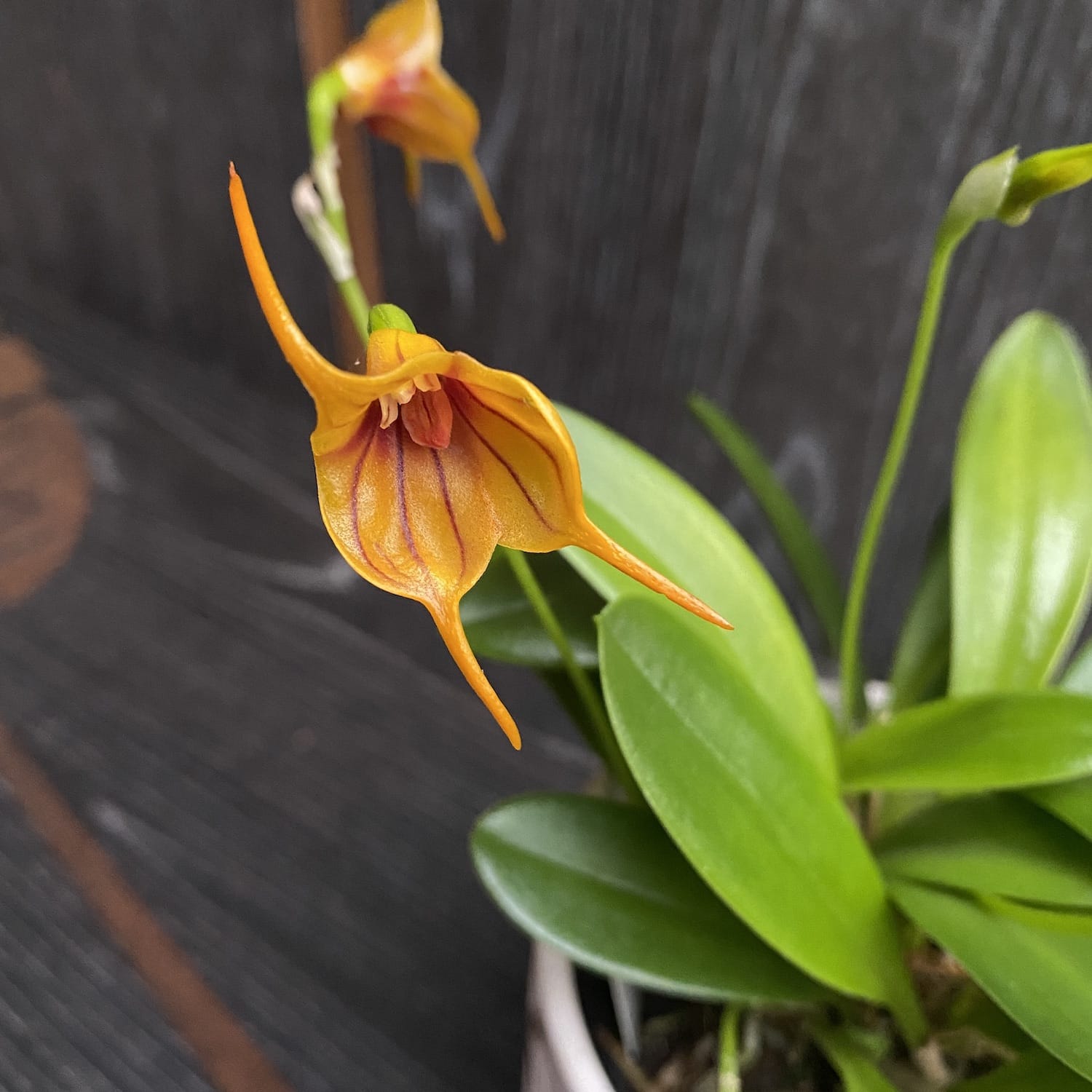 Masdevallia 'Kultainen Tiikeri'