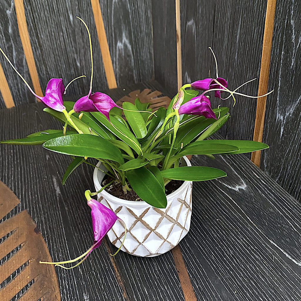 Masdevallia 'Lila Mágia'