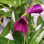 Masdevallia 'Purple Magic'