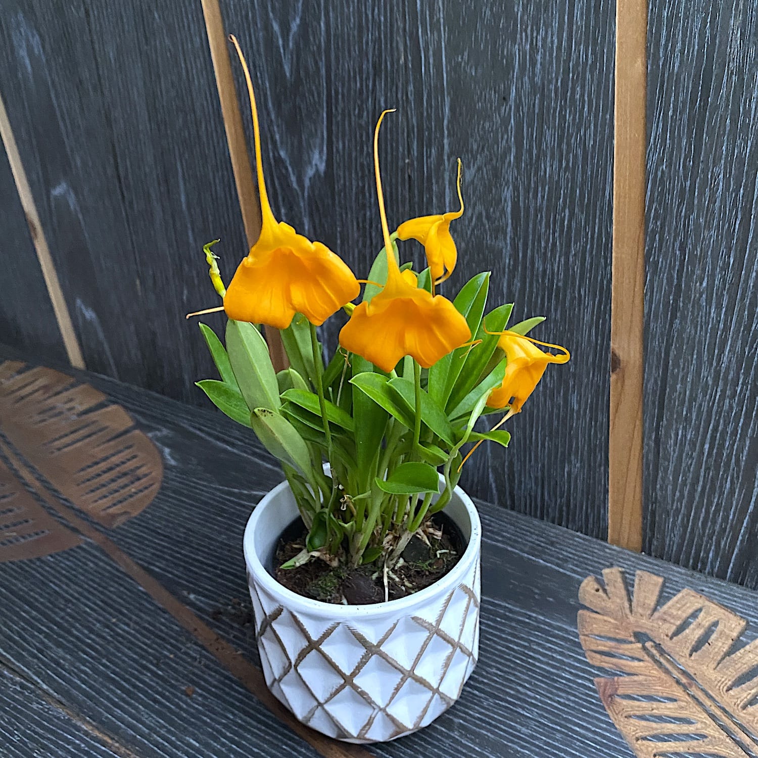 Masdevallia 'Ximena Neira Orange'
