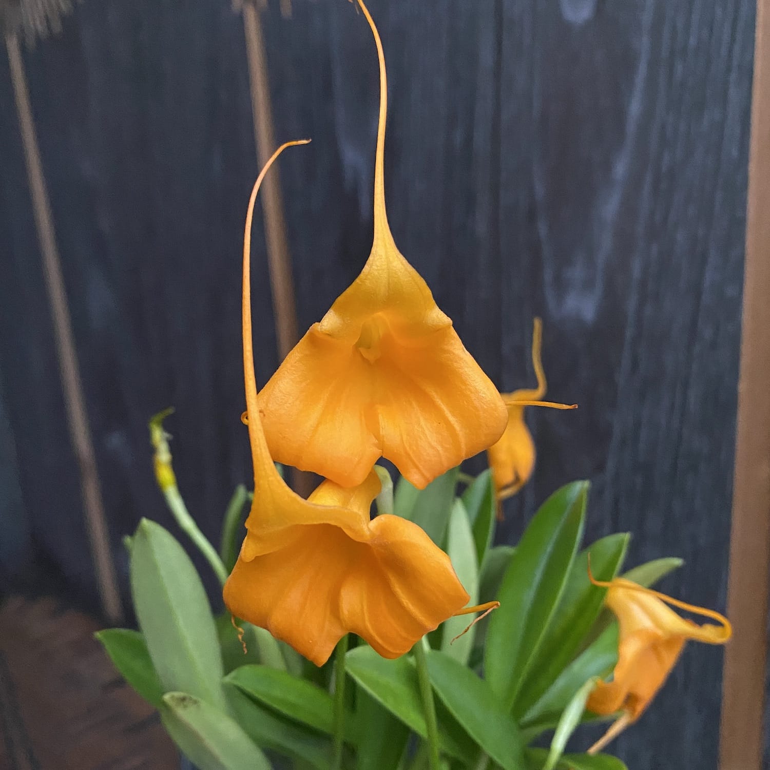 Masdevallia 'Ximena Neira Orange'
