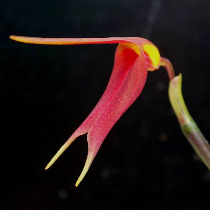 Masdevallia impostor