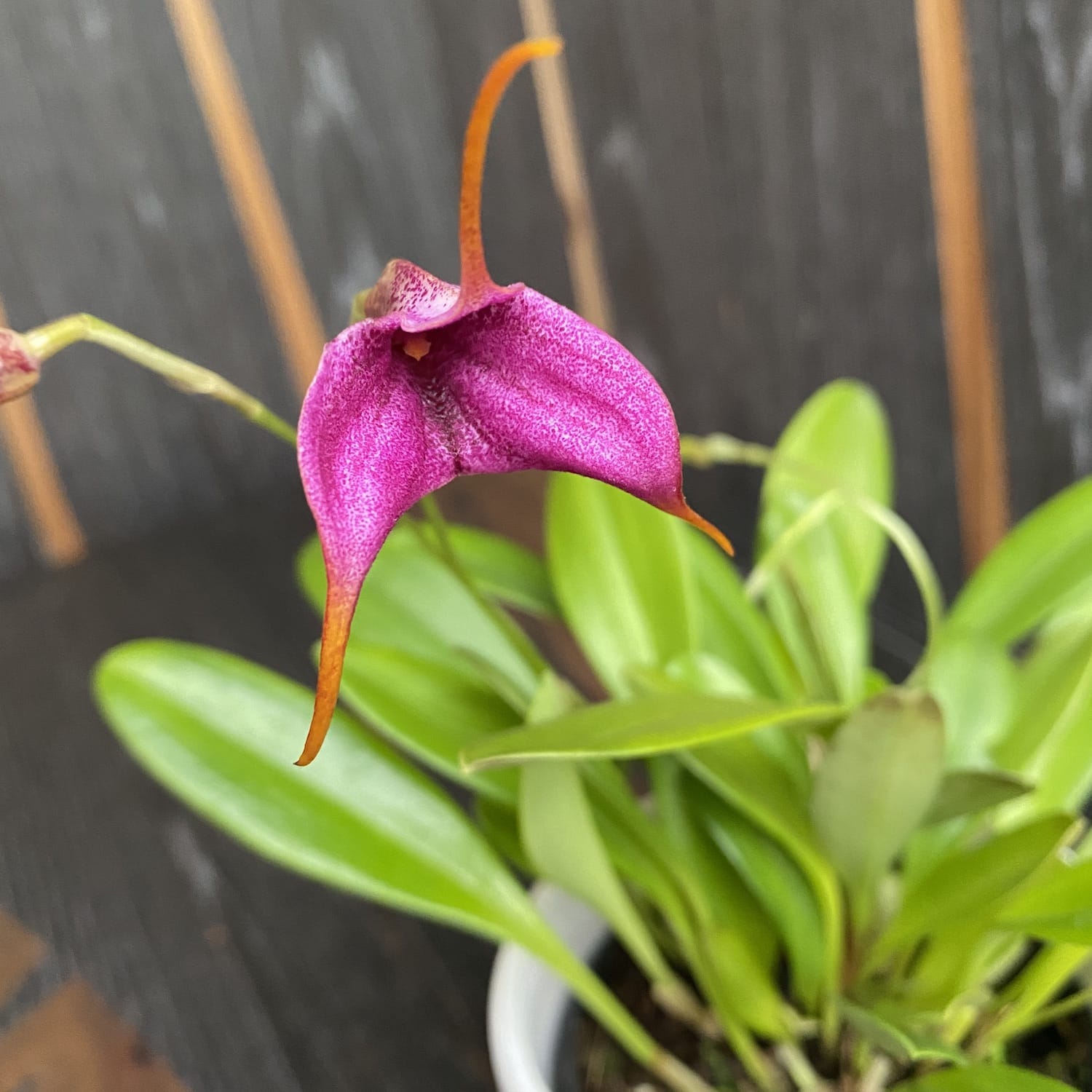 Masdevallia mov mix