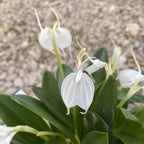 Masdevallia tovarensis