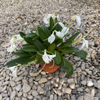 Masdevallia tovarensis