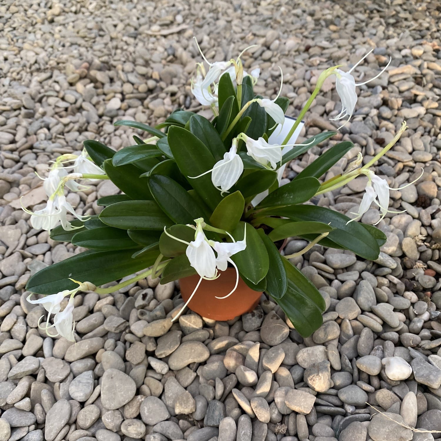 Masdevallia tovarensis