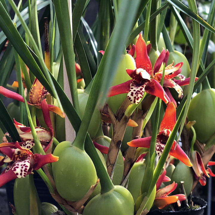 Maxillaria tenuifolia (Coconut Orchid)