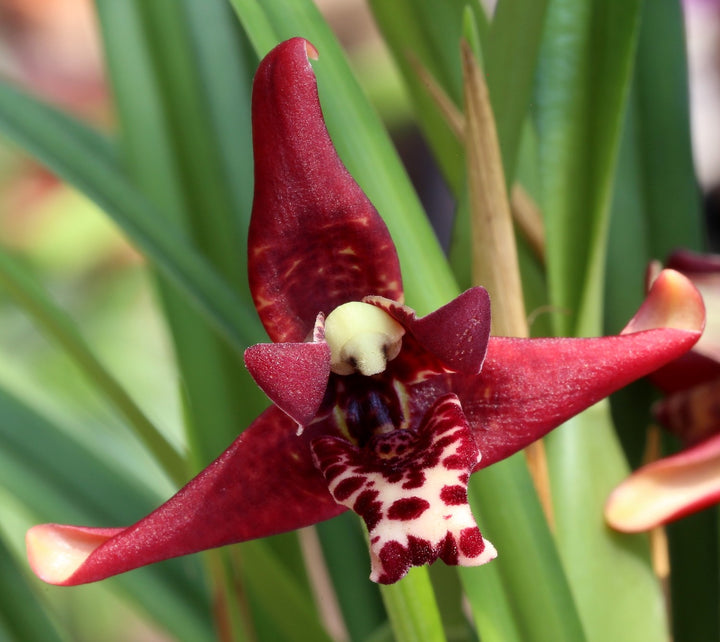 Maxillaria tenuifolia (Coconut Orchid)