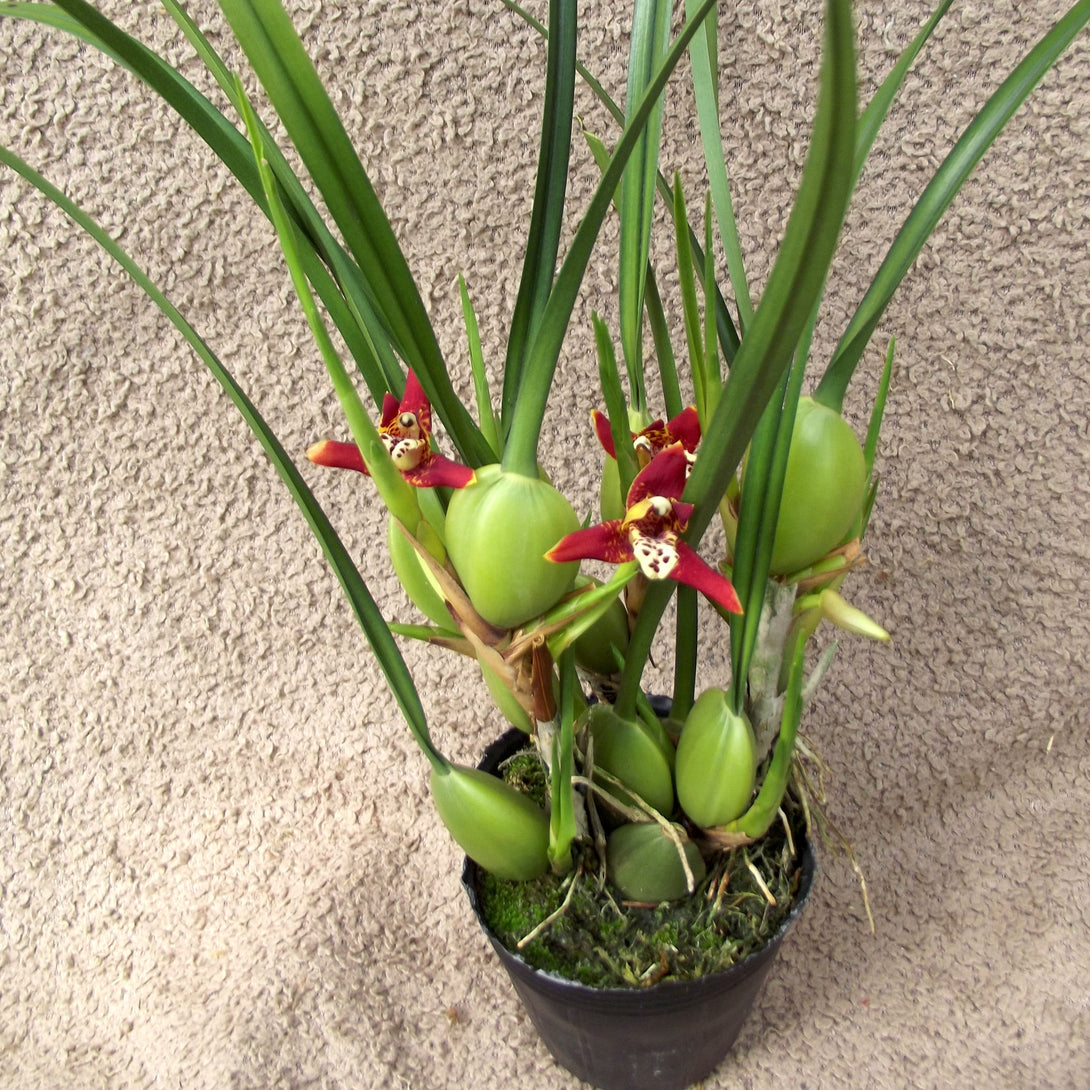 Maxillaria tenuifolia (Coconut Orchid)