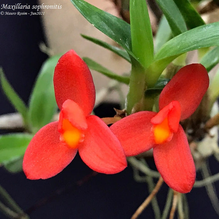 Maxillaria sophronitis