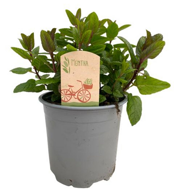 Mentha spicata var. crispa (Spearmint)