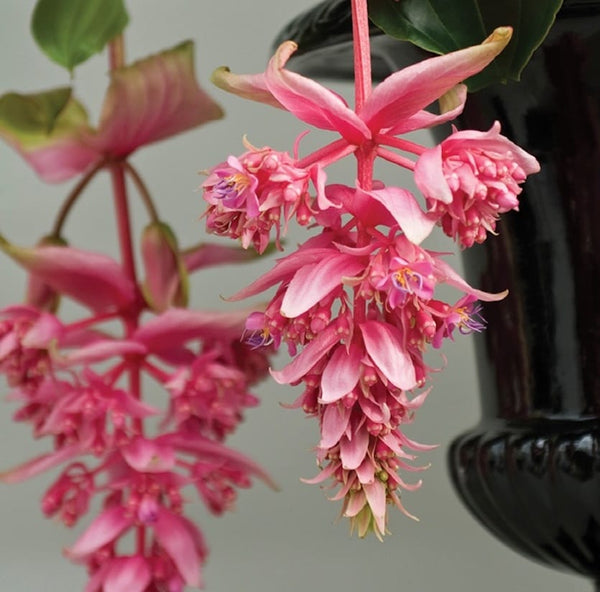 Medinilla magnifica 'Dolce Rossa' - Flower of the King