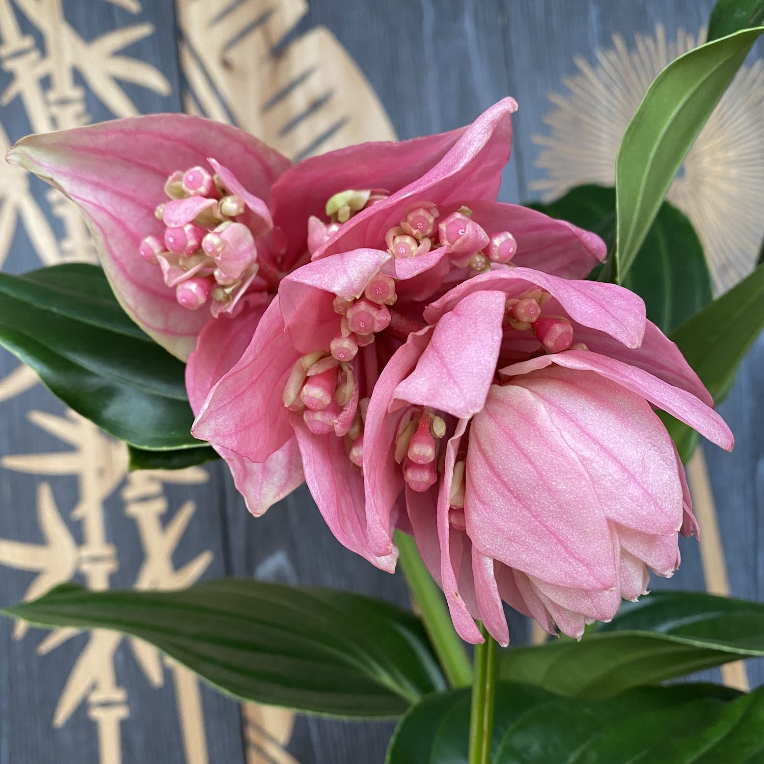 Medinilla magnifica - De bloem van de koning