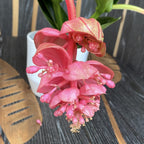 Medinilla magnifica 'Lambada' - Floarea Regelui