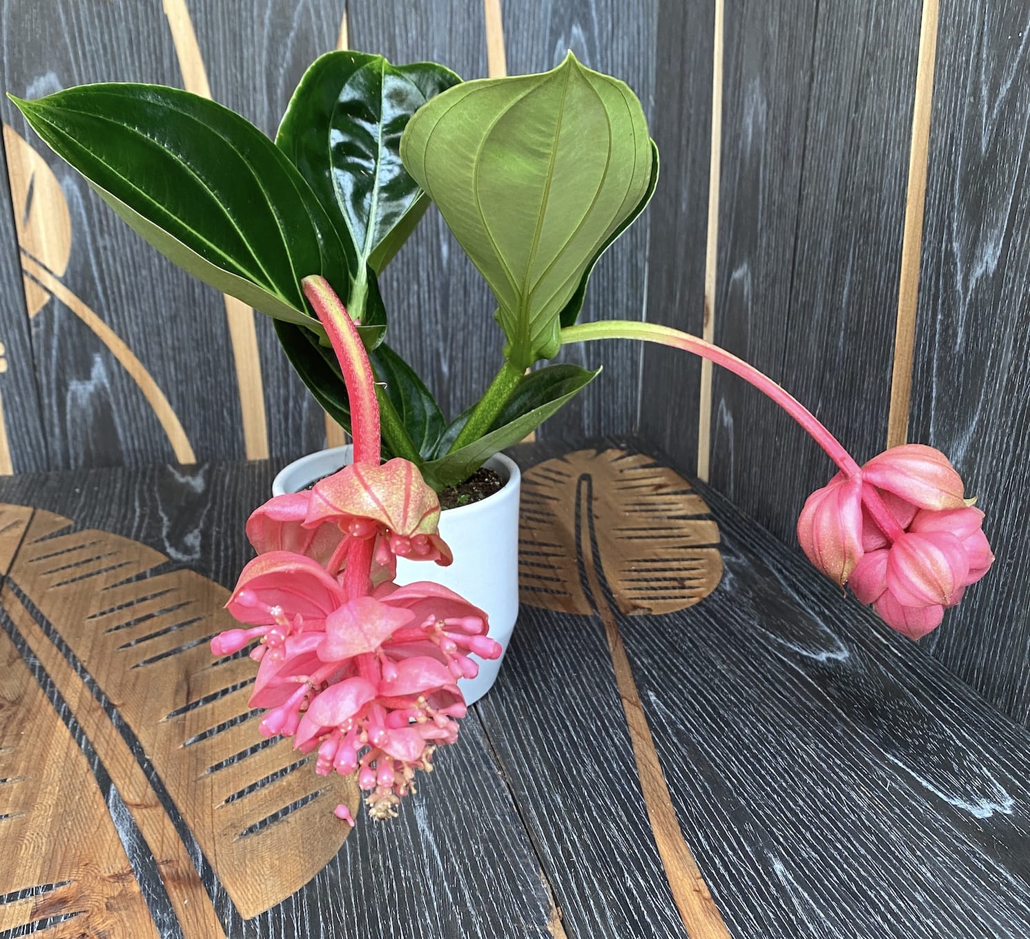 Medinilla magnifica 'Lambada' - Floarea Regelui
