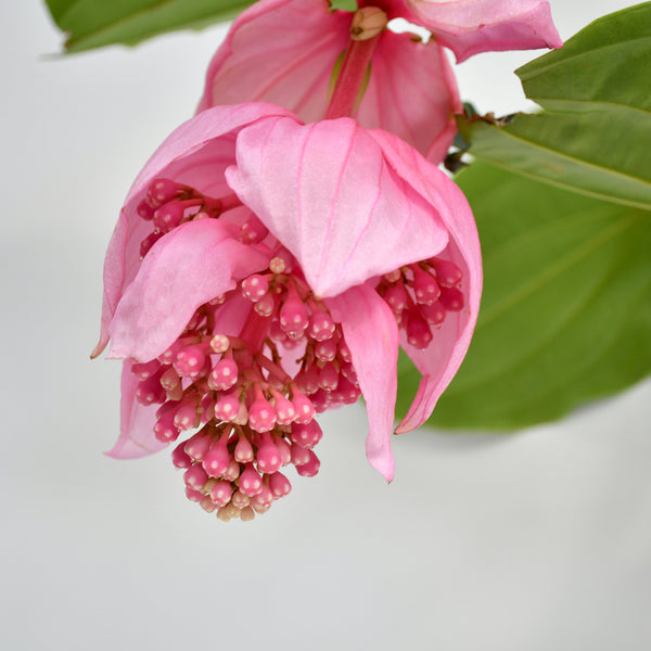 Medinilla magnifica 'Candy' - Flower of the King