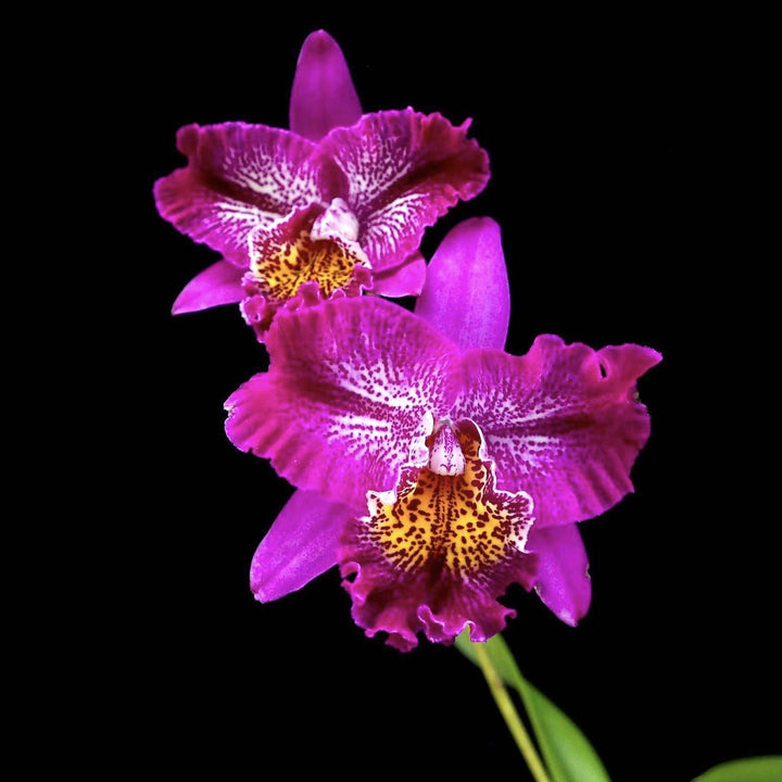 Meloara (Cattleya) Ching Sun Bright Star