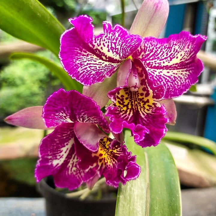 Meloara (Cattleya) Ching Sun Bright Star