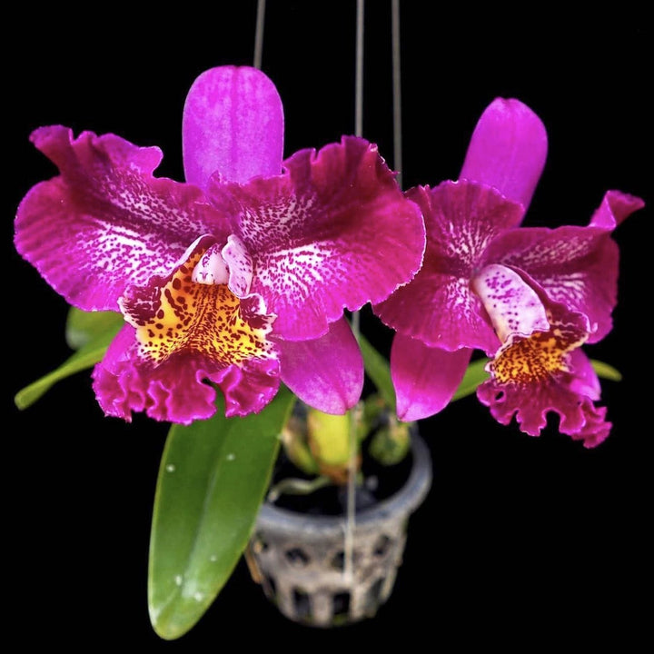 Meloara (Cattleya) Ching Sun Bright Star